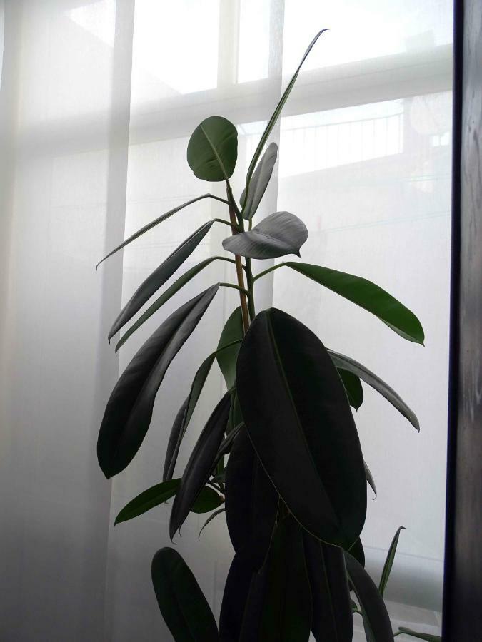 Focolare Apartment Caceres Luaran gambar